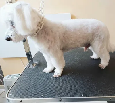 Carino Salon Strzyżenia i Pielęgnacji Psów